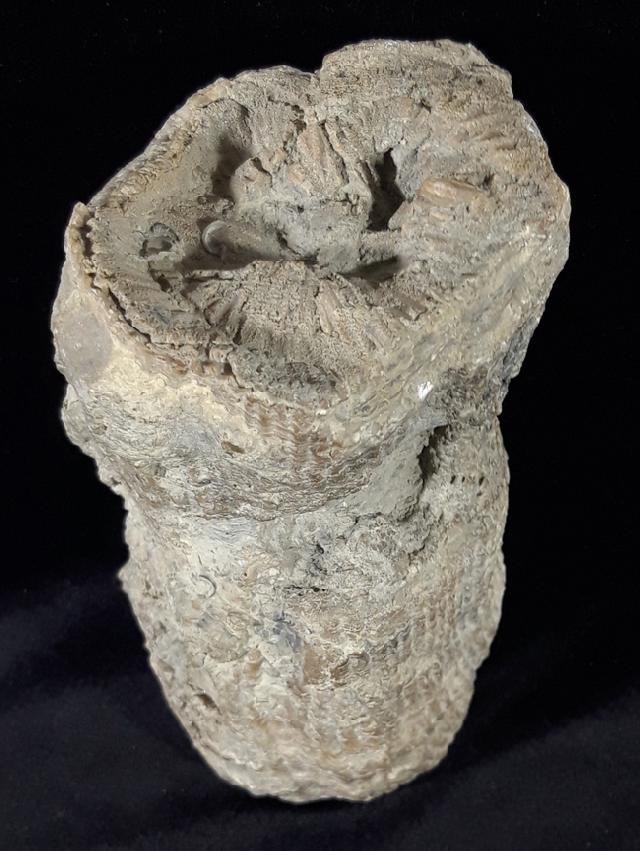 Hippurites (Vaccinites) cf. gosaviensis DOUVILLE 1891 - Bild © FossNet FossilienStore